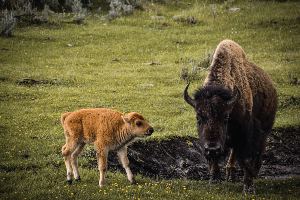 Yellowstone National Park Bison